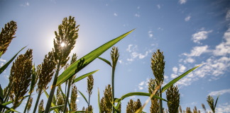 sorghum