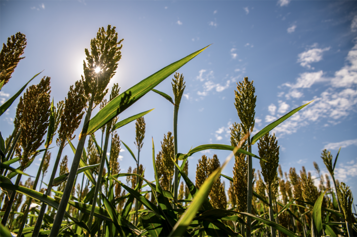 sorghum