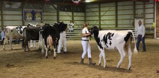 dairy showmanship
