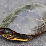 Turtle trafficking suspect charged for assault of officer paint turtle in the road