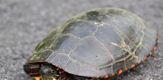 paint turtle in the road