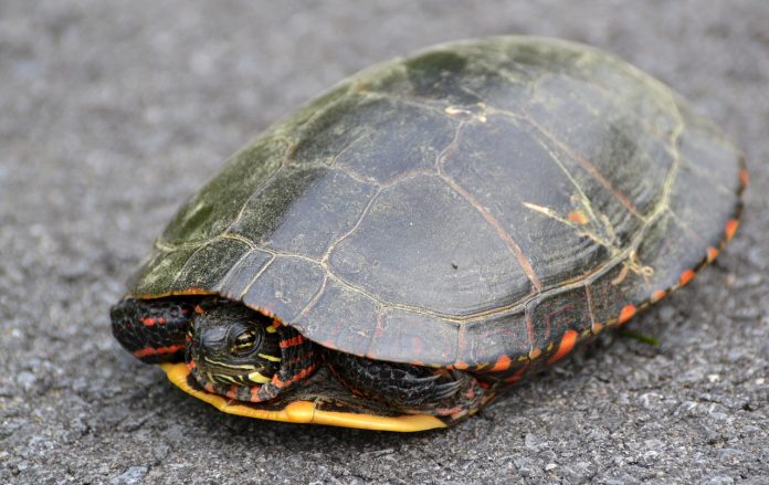 paint turtle in the road
