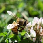 How to create a bee lawn bee on clover