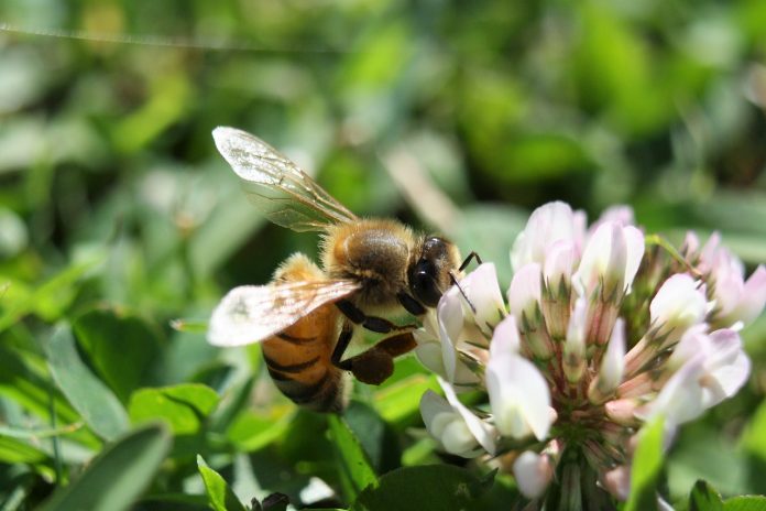 bee on clover bee on clover
