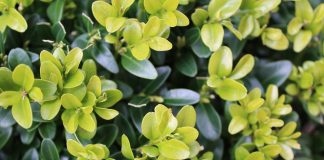 Boxwood blight detected in West Virginia boxwood