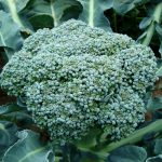 Is there a market for locally-grown broccoli on the East Coast? broccoli