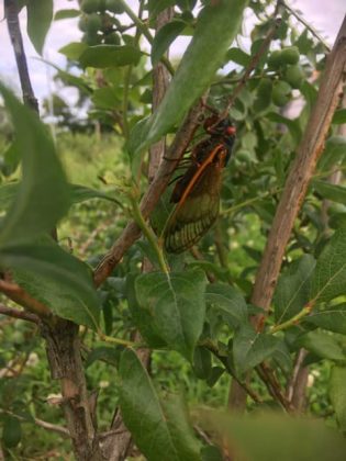 cicada on blueberry bush