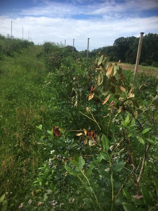 cicada damage on blueberry bushes
