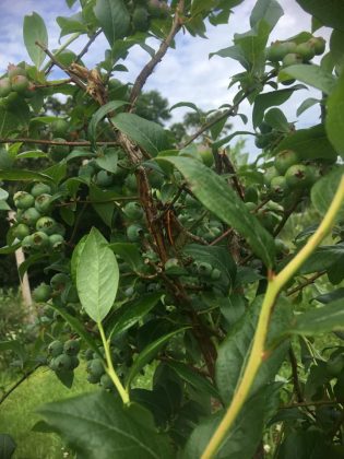 cicada on blueberry bush