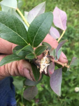 cicada damage to blueberry bushes