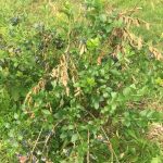 Cicadas damage blueberry patch at Western Pa. farm