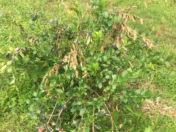 cicada blueberry 3 (1)