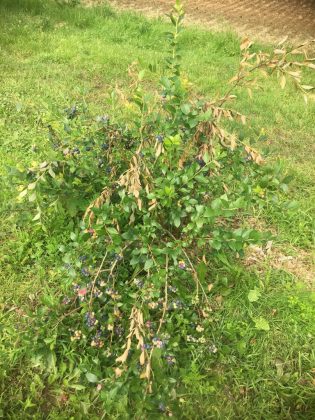 cicada damage to blueberry bushes