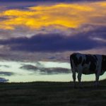 Farming: It’s not about size, it’s about smarts cow silhouette