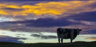 cow silhouette