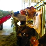 Genetics of feed efficiency could save dairymen $540M a year dairy cow