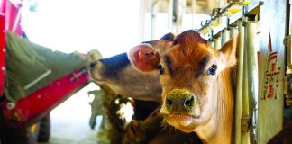 Genetics of feed efficiency could save dairymen $540M a year dairy cow