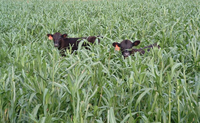 grazing cover crops USDA RMA cover crops haying grazing