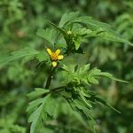 Tackle weeds in pastures, forages ragweed