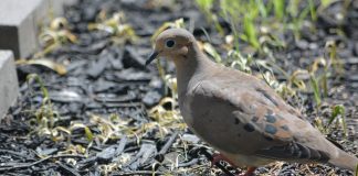 Mourning doves: A most unusual nest mourning dove