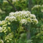 Different autumn weeds require different tactics poison hemlock flower