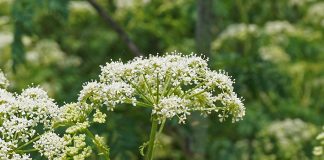Different autumn weeds require different tactics poison hemlock flower