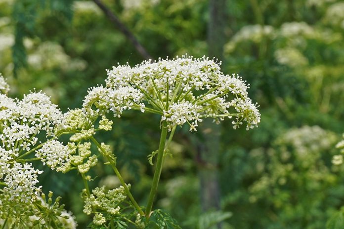 poison hemlock flower