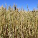 Genetically modified wheat found in Washington wheat USDA GMO