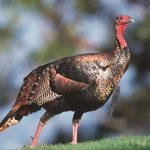 Ohio’s 2021 spring turkey hunting season concludes wild turkey