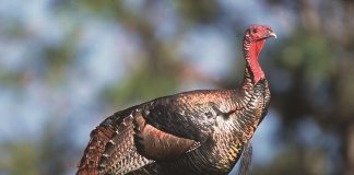 Opportunities provided for hunters with disabilities wild turkey
