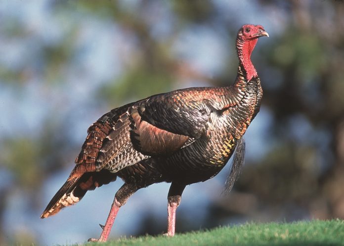wild turkey wild turkey
