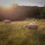 Farm life, meet plant-based, lab-cultured food sheep in a field