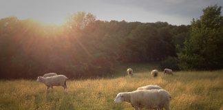 Farm life, meet plant-based, lab-cultured food sheep in a field