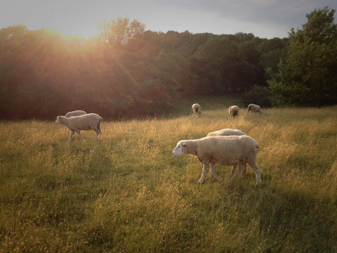 sheep sheep in a field