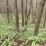 Biologists study ramps in western Pa. wild ramps