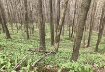 New species of ramp found in Pennsylvania wild ramps