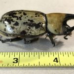Eastern Hercules beetles Eastern Hercules beetle