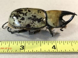 Eastern Hercules beetle