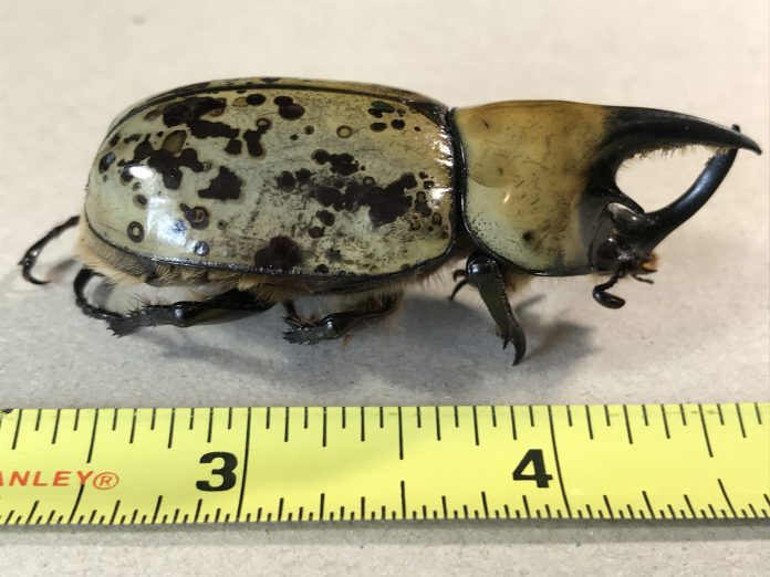 Eastern Hercules beetle Eastern Hercules beetle