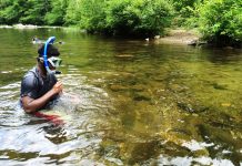 Educator workshop will explore wetlands stream snorkling