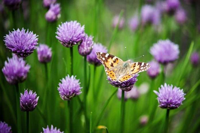 butterfly on flower butterfly on flower