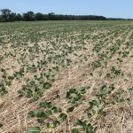 Program to give private sector a shot at helping farmers cut phosphorus runoff cover crop