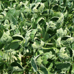 Research shows factors that contribute to dicamba movement dicamba damage