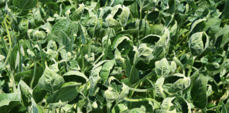 Dicamba use in Ohio ends June 30 dicamba damage