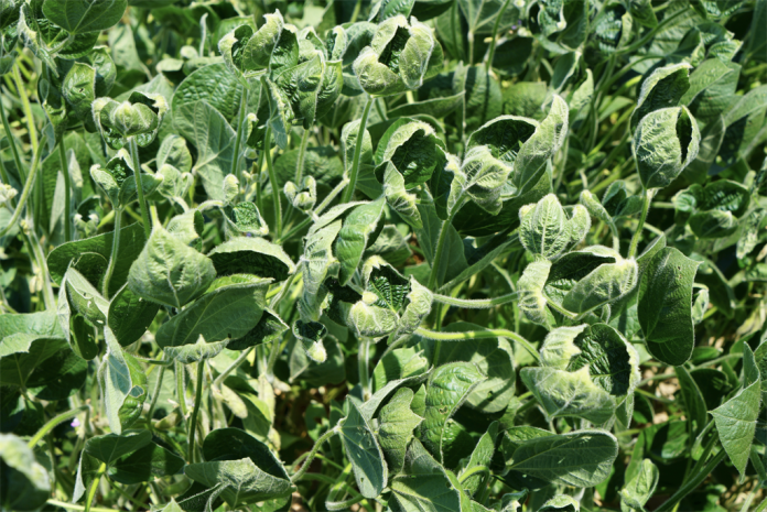dicamba damage