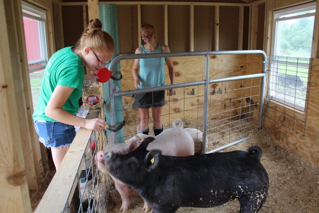 girls feeding pigs