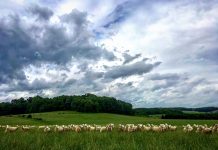 Letter to the editor: Support the farm bill for small farmers sheep