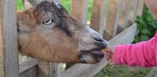 child feeding a goat