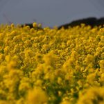 Can veggies stand in for poor hay this year? rape field