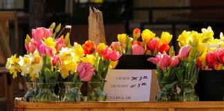 Challenges of specialty cut flowers flowers